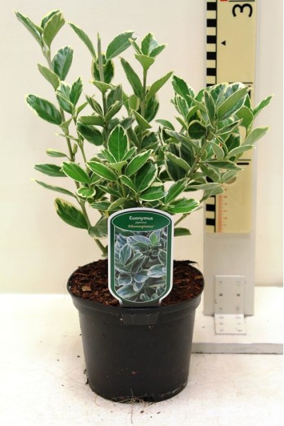 Euonymus Japanese Albomarginatus